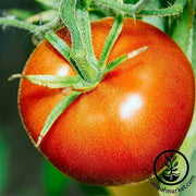 Tomato Bonny Best Seed