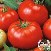 Tomato Seeds - Slicing - Brandywine Red (Organic)