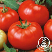 Tomato Seeds - Slicing - Brandywine Red