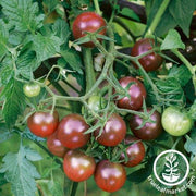 Tomato Seeds - Brown Berry