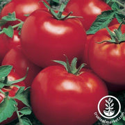 Tomato Seeds - Celebration F1