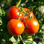 Non GMO Tomato Planting Seeds