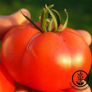 champion II hybrid tomato