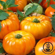 Tomato Seeds - Chef's Choice BiColor F1 AAS