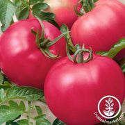 Tomato Seeds - Chef's Choice Pink F1 AAS