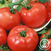 Tomato Seeds - Chef's Choice Red F1 AAS
