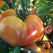 Tomato Seeds - Chef's Choice Striped F1