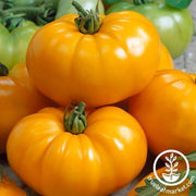 Tomato Seeds - Chef's Choice Yellow F1 AAS
