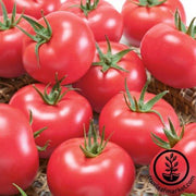 Tomato Seeds - Clear Pink