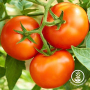 creole tomato