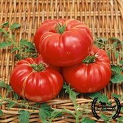Tomato Seeds - Slicing - Dutchman (Organic)