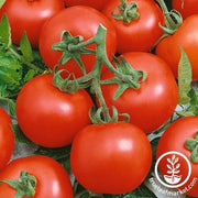 Tomato Seeds - Early Boy Bush F1