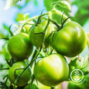 Tomato Seeds - Evergreen