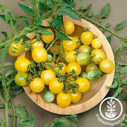 Tomato Seeds - Firefly F1 AAS