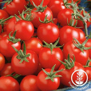 Tomato Seeds - Fox Cherry