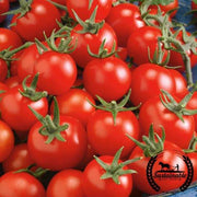 Tomato Seeds - Cherry - Fox Cherry (Organic)
