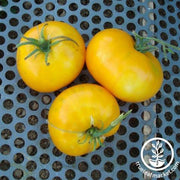 Tomato Seeds - Giallo De Summer
