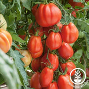Tomato Seeds - Giant Garden Paste F1