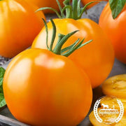 Tomato Seeds - Salad - Golden Jubilee (Organic)