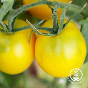 Tomato Seeds - Golden Sunburst