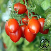 Tomato Grapette Hybrid Seed