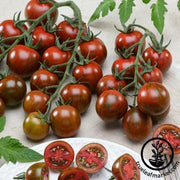 Tomato Seeds - Gum Drop Black F1
