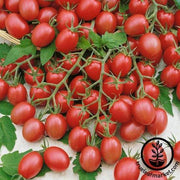 Tomato Seeds - Cherry - Gum Drop Pink Hybrid