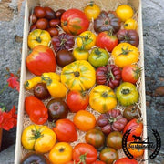 Tomato Seeds - Slicing - Heirloom Rainbow Blend (Organic)