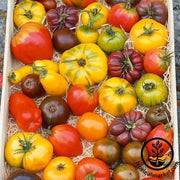 Tomato Seeds - Heirloom Rainbow Blend