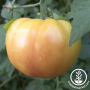 Tomato Seeds - Hillbilly - Regular Leaf
