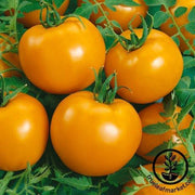 Tomato Seeds - Jubilation F1
