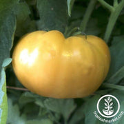 Tomato Seeds - Kentucky Beefsteak