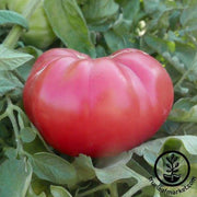 Tomato Seeds - Kolb