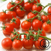 Tomato Seeds - Cherry - Ladybug Improved Hybrid