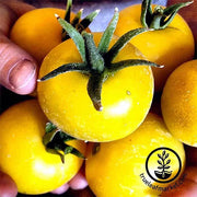 Tomato Lemon Boy Hybrid Seed
