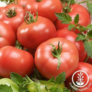 Tomato Seeds - Mannie Brown's