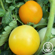 Tomato Seeds - Manyel