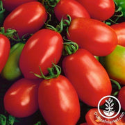 Tomato Seeds - Napoli