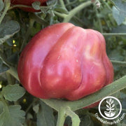 Tomato Seeds - Oaxacan Pink