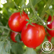 Tomato Seeds - Ocerion Red Plum