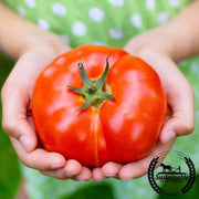 Tomato Seeds - Slicing - Old German (Organic)