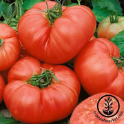 Tomato Seeds - One Pound Pink F1