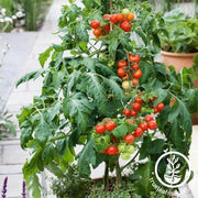 Tomato Seeds - Patio Choice Red F1