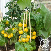 Tomato Seeds - Patio Choice Yellow F1 AAS