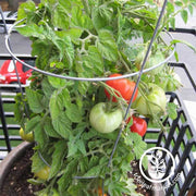 Tomato Patio Hybrid Seed