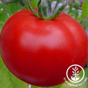 Peron Sprayless Tomato Seeds - Non-GMO