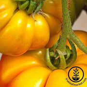 Persimmon Tomato Seeds