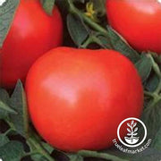 Tomato Phoenix Hybrid Seed