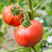 red ponderosa tomato