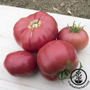Tomato Seeds - Prudens Purple